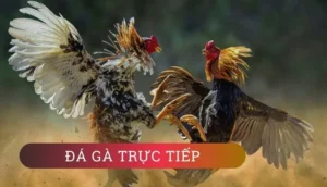 Hướng Dẫn Cách Chơi Đá Gà WS168 Tại Luck8 Nhanh Hiệu Quả