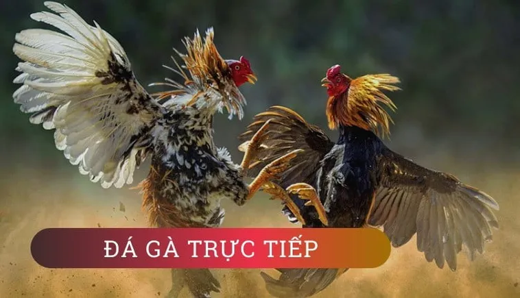 Hướng Dẫn Cách Chơi Đá Gà WS168 Tại Luck8 Nhanh Hiệu Quả