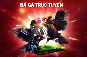 Cách Chơi Đá Gà 3D Luck8 Đỉnh Cao Giải Trí Trực Tuyến